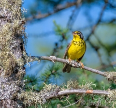 EI353H--Canada-Warbler