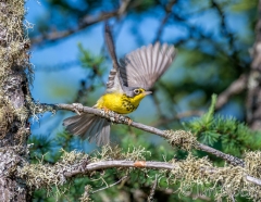 EI353O--Canada-Warbler