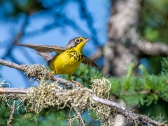 EI353R--Canada-Warbler