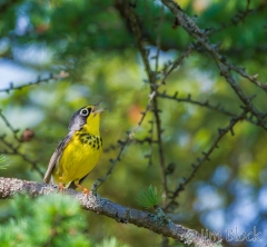 EI354Q--Canada-Warbler
