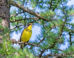 EI355J--Canada-Warbler