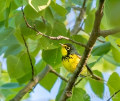 EI454F--Canada-Warbler--Y-R