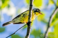 EI454M--Canada-Warbler--Y-R