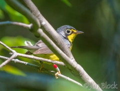 EI455C--Canada-Warbler--R-S