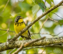 EI455E--Canada-Warbler--R-S