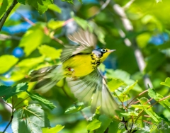 EI455G--Canada-Warbler--R-S