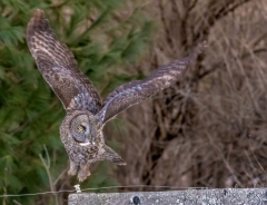 EK896B--Great-Gray-Owl