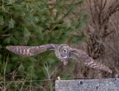 EK896C--Great-Gray-Owl