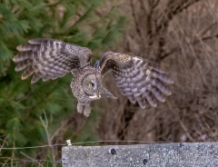 EK896D--Great-Gray-Owl
