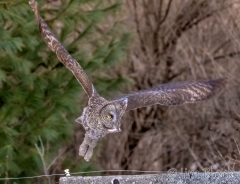 EK896E--Great-Gray-Owl