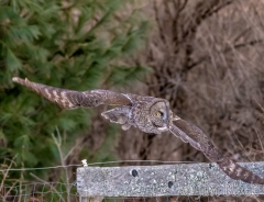 EK896F--Great-Gray-Owl
