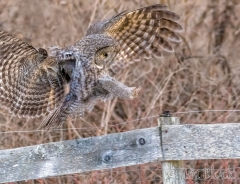 EK897-Great-Gray-Owl-landing-on-fence-crop