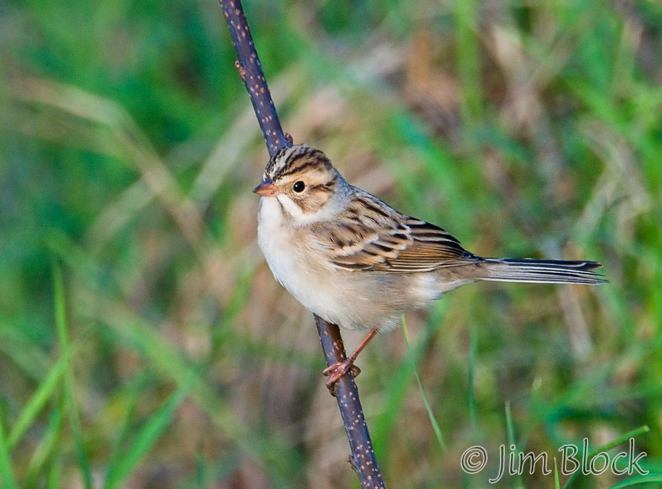 53-app1465-clay-colored-sparrow-on-appledore