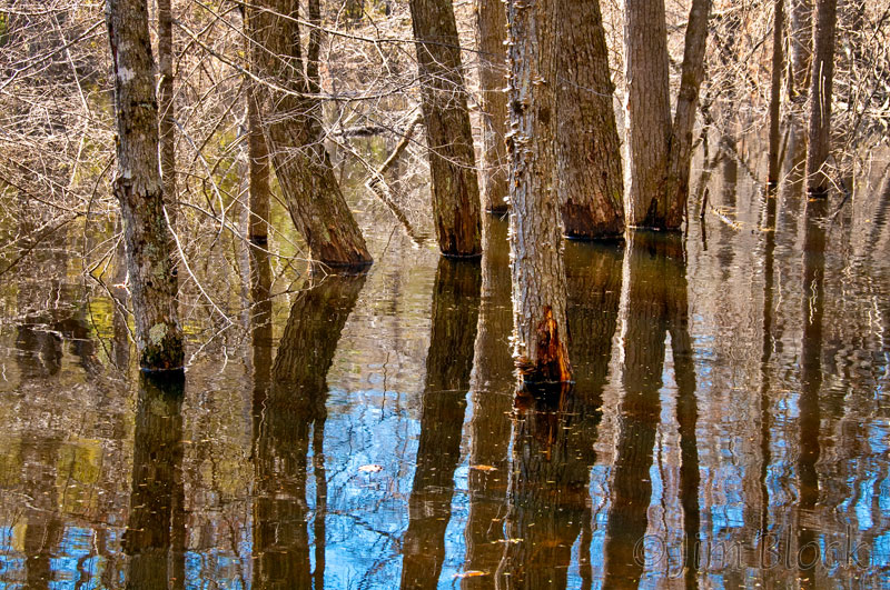 Baker Bush Wetlands - Jim Block Photography