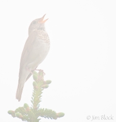 33-cz242h-bicknells-in-fog