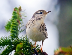 35-cz240d-blackpoll-warbler