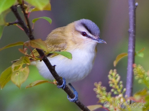 ab2016-red-eyed-vireo-2