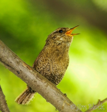 ad114-winter-wren