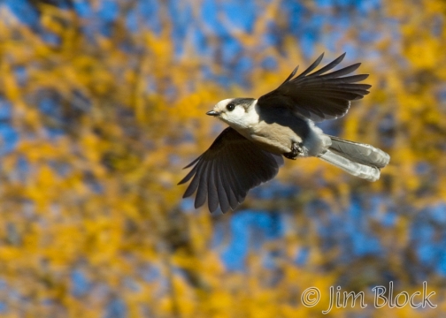 ak119-gray-jay-flying