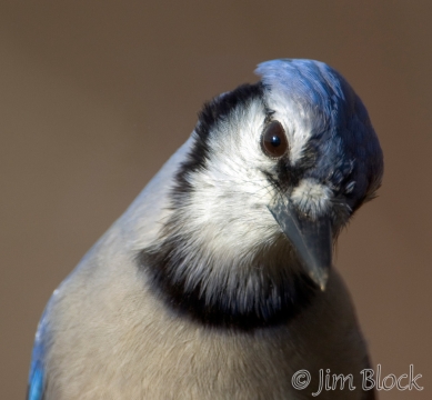 ak614-blue-jay-up-close