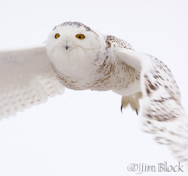 ao346-snowy-owl