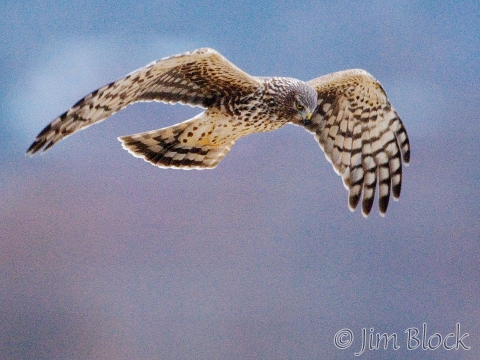 ap114-northern-harrier-flying-1