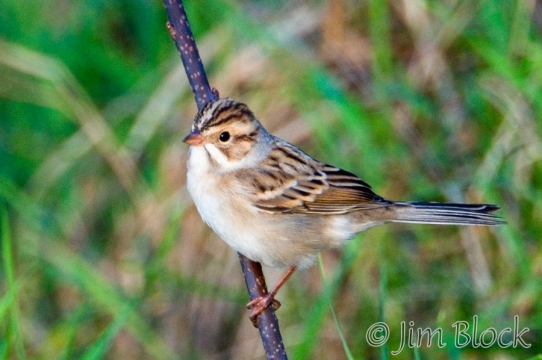 app1465-clay-colored-sparrow