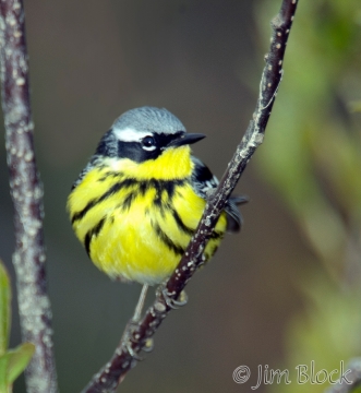 app287-magnolia-warbler