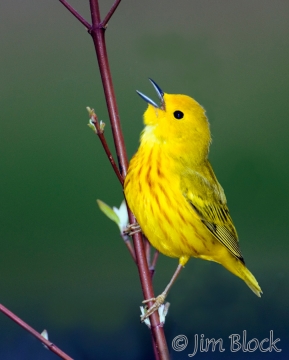 as655-yellow-warbler