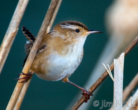 au275-marsh-wren
