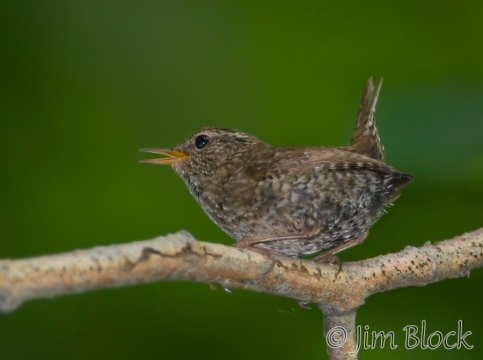 ba325-winter-wren