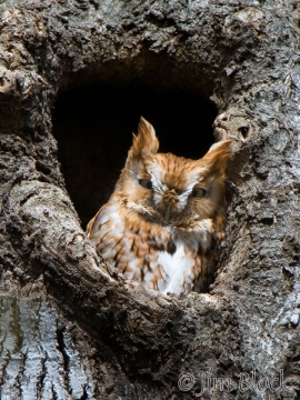 bw170-eastern-screech-owl