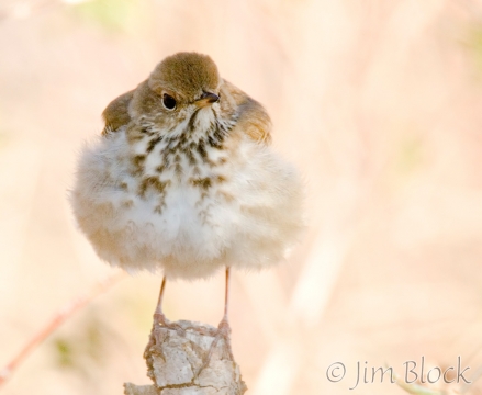 bw301-hermit-thrush
