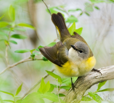 bx481-american-redstart