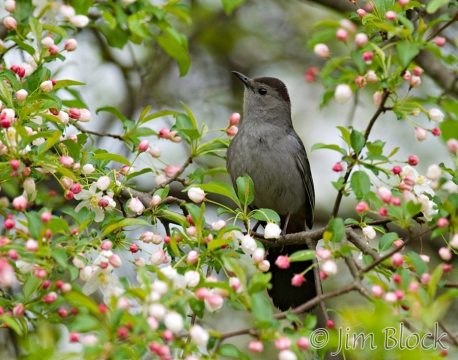 bx602-gray-catbird-in-apple-tree