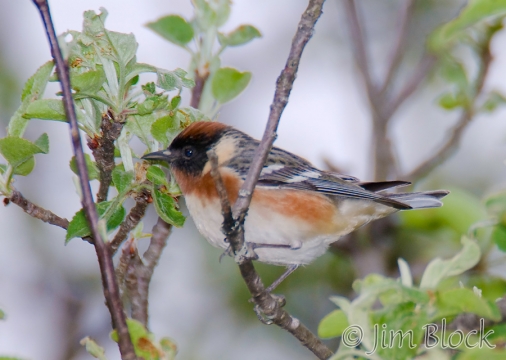 bx770-bay-breasted-warbler-1