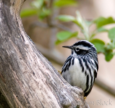 bx803-black-and-white-warbler