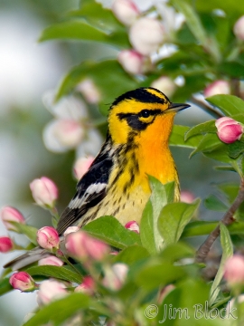 bx816-blackburnian-warbler
