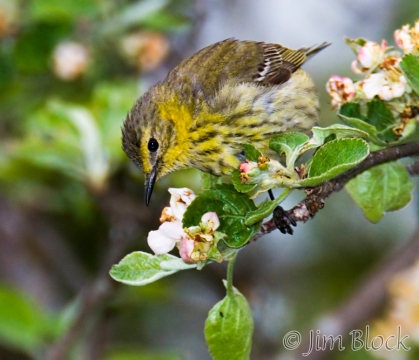 bx901-cape-may-warbler-1