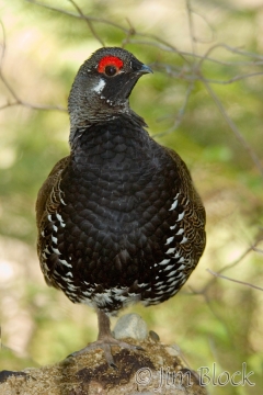 by077-spruce-grouse