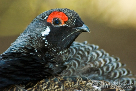 by127-spruce-grouse-up-close