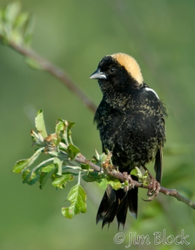 by219-bobolink