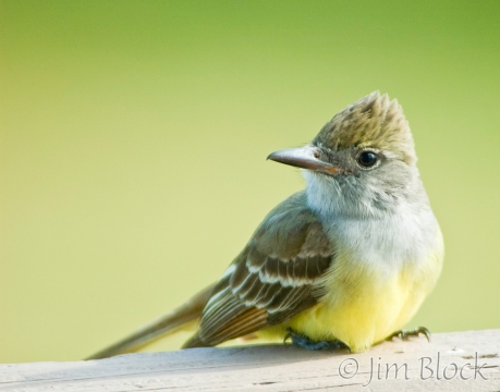 by434-great-crested-flycatcher