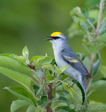 by932-brewsters-warbler-1