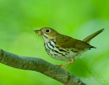 bz033-ovenbird-on-great-island