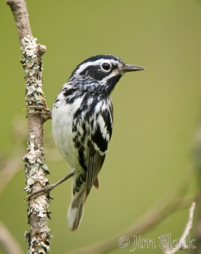 bz559-black-and-white-warbler