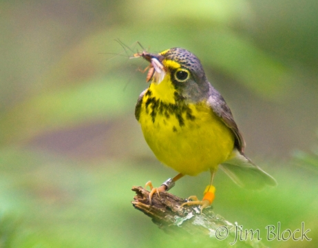 ca054-canada-warbler-with-food