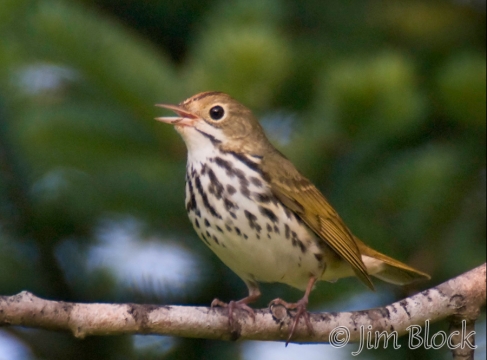 ca230-ovenbird