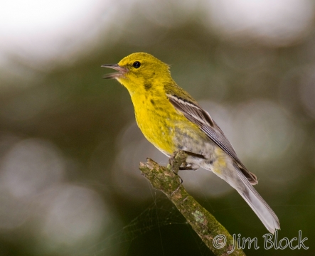 cc432-pine-warbler