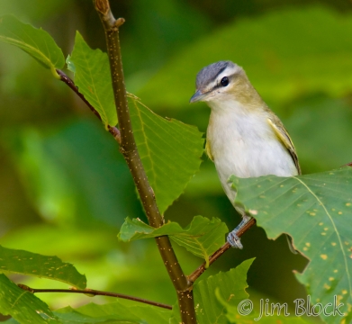cd803-red-eyed-vireo
